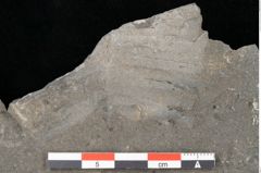 Foto (Detailansicht) von Thinnfeldia lunzensis Ettingshausen (NHMW-GEO-2024-0188-10588)